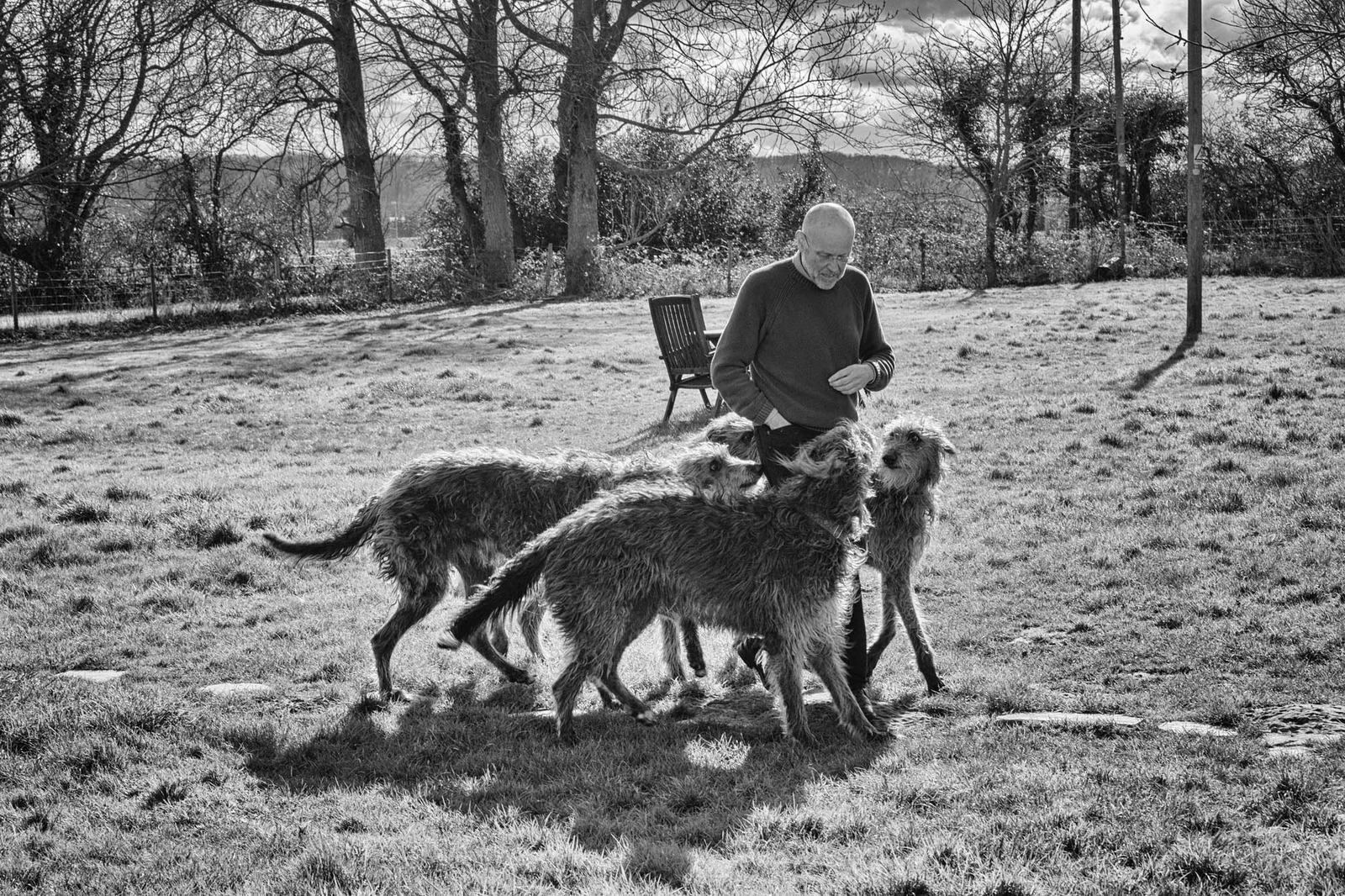 A man crouching to greet two deerhounds in a field, in black and white